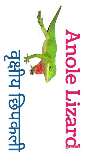 Types of Lizards 🦎 | Different Lizards of the World! #Shorts