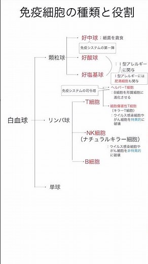 1分でわかる：免疫細胞の種類と役割 #勉強 #看護実習 #看護師試験 #実習生