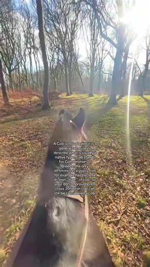 Understanding Cobs: The Unique Definition of Horse Types