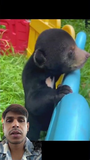 Scared Sun Bear’s Heartbreaking Help Call 😢 | 3-Year-Old Bear Climbs for Comfort #viral #shorts