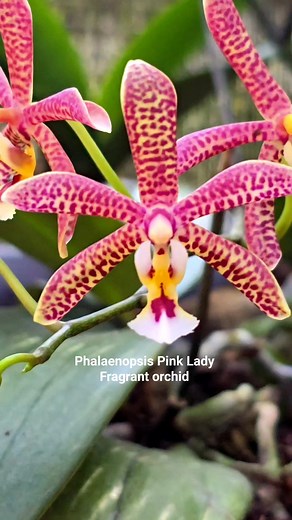 Phalaenopsis Pink Lady Patrick Fragrant orchid 💖 #phalaenopsis #gardening #anggrekbulan #pencintaanggrek #orchidlovers #beautifulflower #kolektoranggrek #forall | Banua Melo Gardens