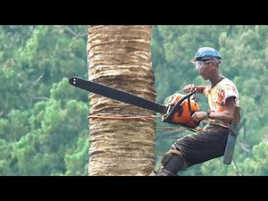 The Risky Life of Lumberjack Cutting Massive Trees for a Living