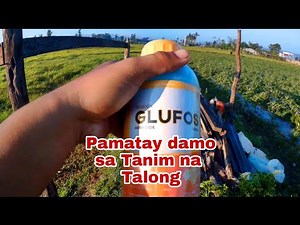 Glofus Mabisang Pamatay Damo sa Tanim na Talong