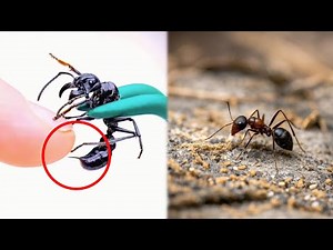 Meet the Bullet Ant: Most Painful Sting in the World!