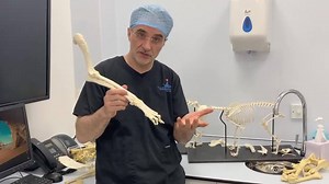 44K views · 3K reactions | Here is part two of the Q&A on problems in the front leg - discussing the shoulder and the foot/wrist. As before, give me your feedback - hope it is useful and looking forward to setting a new topic on Monday. Have a lovely day everyone x | Professor Noel Fitzpatrick | Facebook