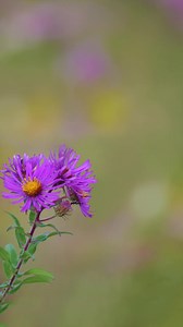 Spring usually marks the arrival of butterflies, but where are all the butterflies? Learn more about our declining butterfly populations and their migration paths. | National Wildlife Federation