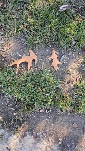 Ban leaf blowers in NJ. No more excuses!