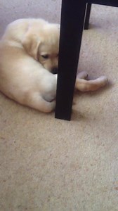Poppy at just 8 weeks old, she was so small :) | Disability Assistance Dogs
