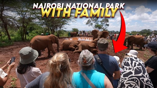 Nairobi National Park experience: Safari and Sheldrick Elephant Orphanage