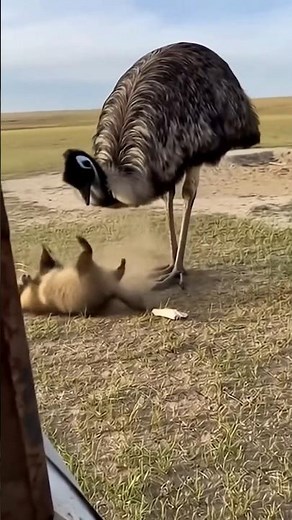 Never Try to Steal an Emu’s Food! 😲🥊#shorts