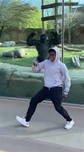 Gorilla Breakdances With Human at Zoo! 🦍🕺 #gorilla #breakdance #funnyanimals #zoo #animalinteraction