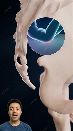 cóccix o ossinho da alegria