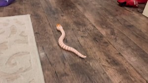 Watch Remote control rattle snake!! on Amazon Live