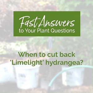Wondering if your 'Limelight' (or other panicle) hydrangea needs a trim? | Proven Winners ColorChoice Flowering Shrubs