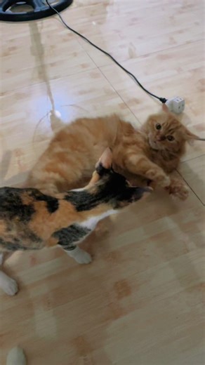 Cat wrestling, ang kukulet 🤣 #cutecat #aya #cala