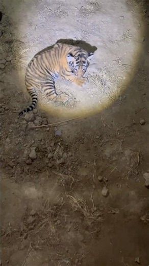 Series 109: Baby Tigers Learning To Walk 🐯😍