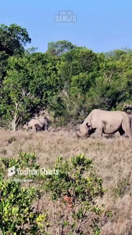 Stunning Black Rhino And Calf In The Wild