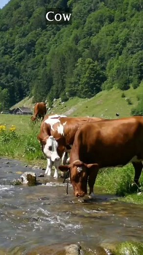 Cow Sound Compilation | Animal Sounds #Shorts