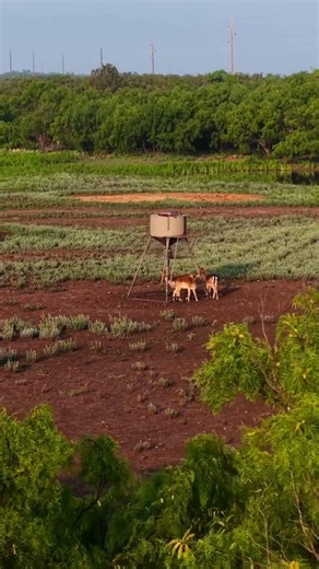 56K views · 658 reactions | Part 2 |BRB Lodge This is a high-fence hunting ranch with 14 species of game and 40 types of exotics. The ranch has established whitetail genetics and supports dove, quail, and turkey populations. Blinds, feeders, and spot-and-stalk options make for a suitable place for all hunters. Follow for part 3 - See more : https://texasranchsalesllc.com/listings/brb-lodge-740-acre-ranch-for-sale-in-concho-county/ | Texas Ranch Sales, L.L.C. | Facebook
