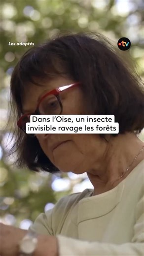🌳 Dans l’Oise, Laurence se bat au quotidien contre un ennemi invisible : les scolytes. Ces petits insectes, favorisés par les sécheresses répétées, bloquent la sève et condamnent les arbres de la forêt familiale. Pour éviter que ces parasites ne se propagent davantage, Laurence n’a plus d’autre choix que d’abattre les arbres touchés 🥹. Les adaptés, un documentaire « La France en vrai », à retrouver dès maintenant sur la plateforme france.tv ! (Lien en bio 📌) | France tv nature