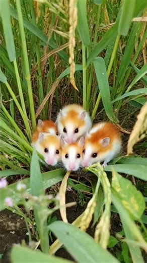 catching hamsters in the rice fields #fypシ #fruit