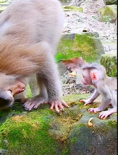 Very intelligent monkey training baby walking first time #momkeybaby #monkey #monkeybab #babymomkey #funnyanimals | Model Monkey