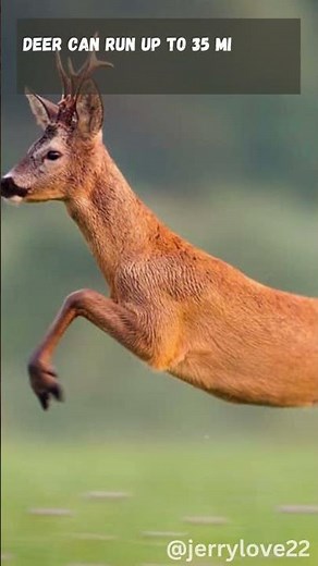 Deer Running Speed: Impressive Facts and Capabilities
