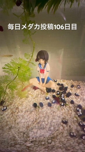 🐟毎日メダカ投稿106日目🐟#fish #aquarium #アクアリウム #メダカ #めだか #小野紅帝 #ドジョウ #どじょう #フナ #大空スバル #ヴァルキリードライヴ #shorts