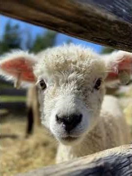 Adorable Lamb on the Farm – Cuteness Overload! Cutest Baby Lamb Ever! Heartwarming Farm Moments ep4