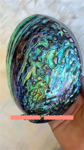 Unlocking Nature's Secret: Inside the Giant Triangle Sail Pearl Mussel! 🦪✨#seafood