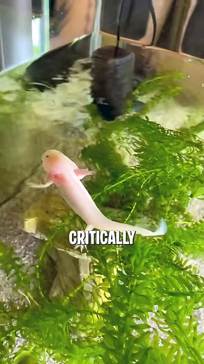 4.9K views · 23 reactions | “Axolotls: The Regenerating Wonder of Nature” “Discover the astonishing powers of axolotls that most people don’t know about.” #Axolotl #NatureWonder #AnimalFacts #Regeneration #RarePets | SQ Unique Animals | Facebook
