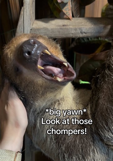 Do Sloths Enjoy Human Affection?