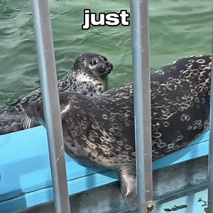 #seal #fup #song #тюлени #rockyourbody