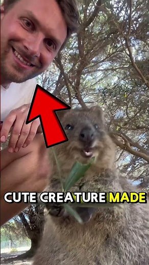 Meet the Happiest Animal on Earth! 😄 | The Amazing Quokka