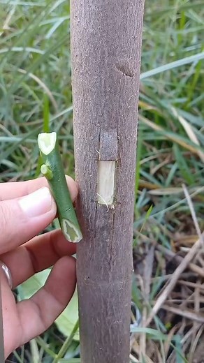 Orange grafting | تطعيم-grafting