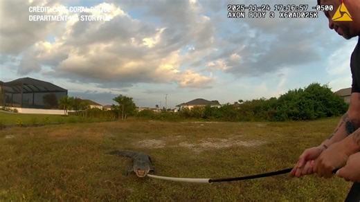 VIDEO: Cape Coral police wrangle wandering alligator near homes