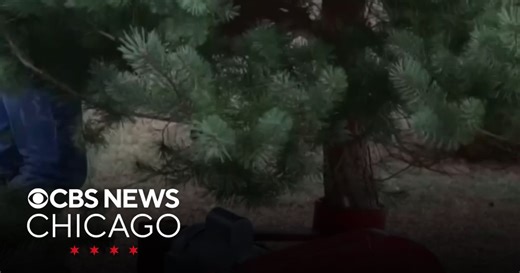 A real Christmas tree or an artificial one? The debate | Penn Engineering