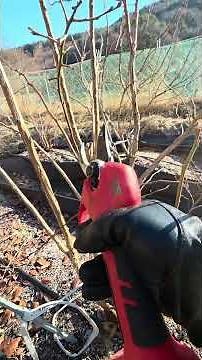 M7 5년생 노후가지 제거8) 노후가지에는 잔가지가 많은게 특징임. 결과지가 길게 뻗고 꽃눈이 많이 달려야 다수확 가능. #blueberry #블루베리 #전정방법 20251223.