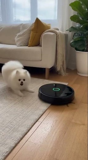 When the Vacuum Fights Back 😂😂😂😂 ,,, #funnydog #robotvacuum #dogcomedy #petfun #cutereaction