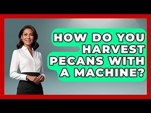 How Do You Harvest Pecans With A Machine? - The World of Agriculture