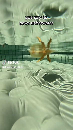 Cutest thing ever #fyp #foryoupage #viral | duck