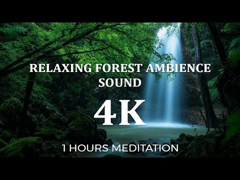 Forest ASMR Meditation – Relaxing Nature Sounds for Deep Calm & Inner Peace