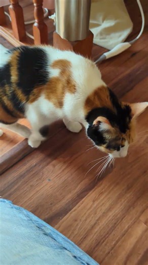 Calico cat on the stairs #cat #catbreed #calicocats #cute #cattype #pets #prettycat #calico