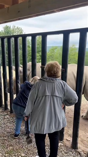 Still have “snuggle up with a sloth” on your 2025 bucket list?🥹 There’s just a handful of open encounter slots left in our regular season. Hang with our sloth crew, curl up with our capybaras, give Tank the rhino a good brushing, or get up close with some of our baby ambassadors! Book for one of our remaining week days and receive 30% off with code ‘fall30’! | Animal Adventure Park