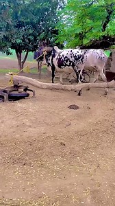 How Draft Animal is pulling the Engine to Cut the Silage. #silage #grasses #livestockfarming #cattlemanagement | Livestock Farmer