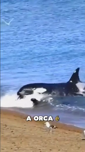 The only animal that makes an orca retreat 😳🐋 #curiosities #shorts #interestingfacts