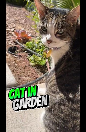 Cat in Garden #Cat #Garden #Birds #BirdSounds #ASMR #ASMRVideos