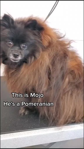 Pomeranian Transformation: Grooming Tips for Your Fluffy Friend