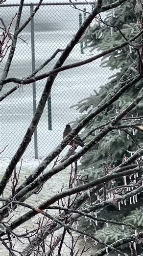 Real Sound of the American Robin 🐦 Pure Nature Music!😍