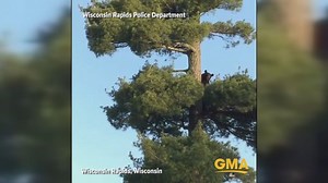 Bear climbs huge pine tree